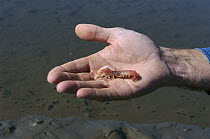 Bay Ghost Shrimp (Neotrypaea californiensis) food for Gray Whales, found in muddy pits in shallow bottom areas where whales filter food from the mud, Clayoquot Sound, Vancouver Island, British Columbi...