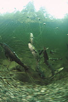 Salmon (Oncorhynchus sp) netted to collect eggs and sperm for Tofino hatchery which raises and releases farmed fry to enhance wild populations, Vancouver Island, British Columbia, Canada