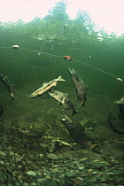 Salmon (Oncorhynchus sp) netted to collect eggs and sperm for Tofino hatchery which raises and releases farmed fry to enhance wild populations, Vancouver Island, British Columbia, Canada