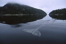 Gray Whale (Eschrichtius robustus) portrait of back as it skims surface of water, Clayoquot Sound, Vancouver Island, British Columbia, Canada