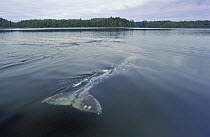 Gray Whale (Eschrichtius robustus) portrait of back as it skims surface of water, Clayoquot Sound, Vancouver Island, British Columbia, Canada