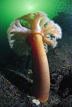 Tube-dwelling Anemone (Cerianthus sp), Clayoquot Sound, Vancouver Island, British Columbia, Canada