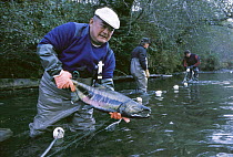 Salmon (Oncorhynchus sp) being netted to collect eggs and sperm for Tofino hatchery which raises and releases farmed fry to enhance wild populations, Vancouver Island, British Columbia, Canada