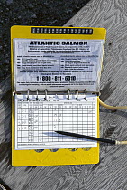 Salmon (Oncorhynchus sp) counted by researchers to determine effects of escaped farmed Atlantic Salmon on wild Pacific populations, Clayoquot Sound, Vancouver Island, British Columbia, Canada