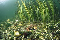 Crab and Sea Grass, Clayoquot Sound, Vancouver Island, British Columbia, Canada