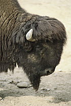 Wood Bison (Bison bison athabascae) portrait, native to North America