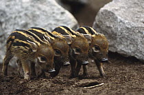 Red River Hog (Potamochoerus porcus) four babies, a highly social bush pig, native to Africa