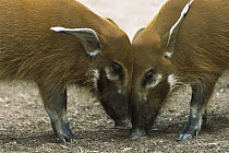Red River Hog (Potamochoerus porcus) pair standing face to face, a highly social bush pig, native to Africa