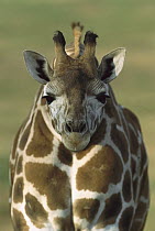 Rothschild Giraffe (Giraffa camelopardalis rothschildi) portrait, native to Africa south of the Sahara