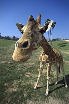 Rothschild Giraffe (Giraffa camelopardalis rothschildi) portrait, native to Africa south of the Sahara