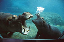 Hippopotamus (Hippopotamus amphibius) mother and baby interacting underwater in tank, native to Africa