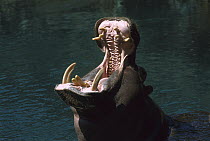Hippopotamus (Hippopotamus amphibius) with mouth open in threat display, native to Africa