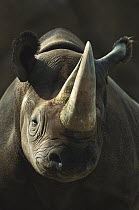 Black Rhinoceros (Diceros bicornis) portrait, native to Africa