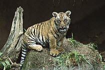 Malayan Tiger (Panthera tigris jacksoni) cub, native to Malaysia