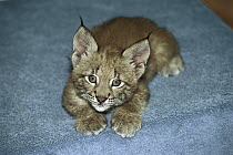 Eurasian Lynx (Lynx lynx) kitten, native to Europe and Asia