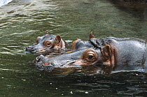 Hippopotamus (Hippopotamus amphibius) mother and baby swimming in water, native to Africa