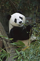 Giant Panda (Ailuropoda melanoleuca) portrait of young Panda Hua Mei eating bamboo, native to Asia