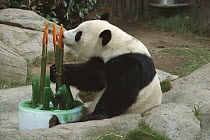 Giant Panda (Ailuropoda melanoleuca) baby Panda Hua Mei celebrating her third birthday with a cake, native to Asia