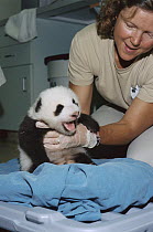 Giant Panda (Ailuropoda melanoleuca) baby Hua Mei getting a check-up from veterinarian Meg Sutherland, native to Asia