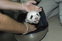 Giant Panda (Ailuropoda melanoleuca) baby Hua Mei getting a check-up at six and one half week old, native to Asia