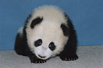 Giant Panda (Ailuropoda melanoleuca) portrait of baby Hua Mei at seventeen-and-one-half weeks old, native to Asia
