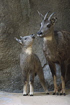 Goral (Naemorhedus goral) parent and foal, native to high mountain ranges of China, Korea, Manchuria and Russia