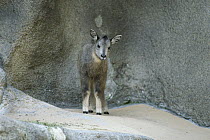 Goral (Naemorhedus goral) foal portrait, native to high mountain ranges of China, Korea, Manchuria and Russia