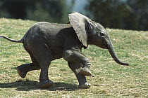 African Elephant (Loxodonta africana) baby running, native to Africa