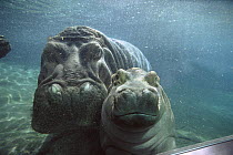 East African River Hippopotamus (Hippopotamus amphibius kiboko) mother and baby underwater, native to Africa