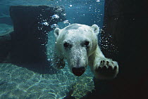 Polar Bear (Ursus maritimus) swimming underwater, native to arctic regions