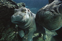 East African River Hippopotamus (Hippopotamus amphibius kiboko) mother and baby underwater, native to Africa