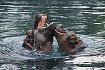 East African River Hippopotamus (Hippopotamus amphibius kiboko) mother and baby playing in water, native to Africa