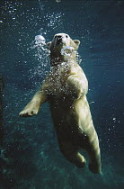 Polar Bear (Ursus maritimus) swimming underwater, native to North America