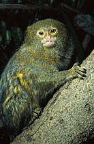 Pygmy Marmoset (Cebuella pygmaea) portrait, native to South America