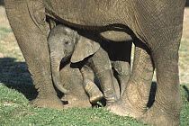 African Elephant (Loxodonta africana) calf leaning on its mothers legs, native to Africa