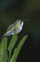 Anna's Hummingbird (Calypte anna) adult female perching on leaf, native to North America