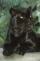 Leopard (Panthera pardus) melanistic dark color phase, native to southeast Asia