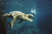 Polar Bear (Ursus maritimus) pair swimming underwater, native to pan-arctic
