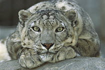 Snow Leopard (Uncia uncia) portrait native to mountainous regions of central Asia