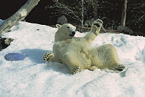 Polar Bear (Ursus maritimus) rolling in snow, native to North America