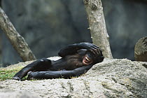 Chimpanzee (Pan troglodytes) calling while reclining, native to Africa