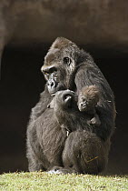 Western Lowland Gorilla (Gorilla gorilla gorilla) mother holding her baby, native to Africa