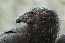 California Condor (Gymnogyps californianus) profile, native to California