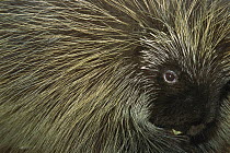 Common Porcupine (Erethizon dorsatum) close-up