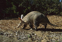 Aardvark (Orycteropus afer albicaudus), San Diego Zoo, California