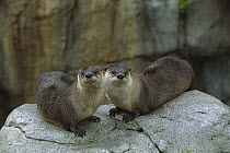 North American River Otter (Lontra canadensis) pair, North America