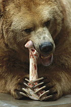 Brown Bear (Ursus arctos) gnawing on bone, San Diego Zoo, California