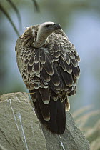 Ruppell's Griffon (Gyps rueppellii), native to Africa