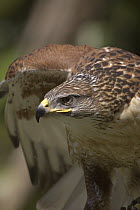 Ferruginous Hawk (Buteo regalis) adult