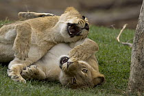 African Lion (Panthera leo) two cubs playing together, native to Africa